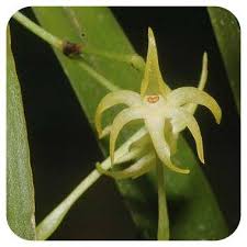 Image result for Angraecum calceolus