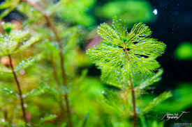 Image result for Myriophyllum spicatum
