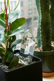 Cactus large budget planner, (8.5x11 inches) : High Tech Horticulture And The Inner Life Of Plants Financial Times