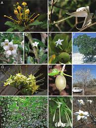 Image result for Hyperacanthus microphyllus