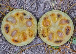 Image result for Strychnos madagascariensis