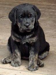 Black And Tan Labrador For Sale Unusual Coloring In Purebred Dogs Purebred Dogs Dogs Labrador