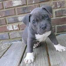 Breeding the best of the best is what crump's bullies works hard to do. Blue Pitbull Terrier Puppies For Sale Petsidi