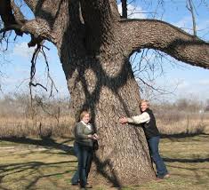 The Great Trees The Great Trees Of O lahoma Of O lahoma