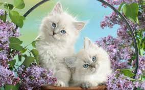 Schateg Kitten Wallpaper Cute Animals Kittens Cutest
