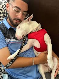Bull terrier adoption story