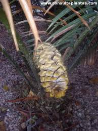 Image result for Encephalartos villosus