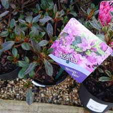 We did not find results for: How Much And How Often To Water Azaleas Indoors And Outdoors Gardener Report