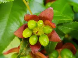 Image result for Ochna ovata