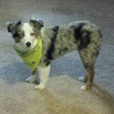Keeping your australian shepherd looking cute is all about tending to those tresses. Australian Shepherd Haircut Before And After Haircuts You Ll Be Asking For In 2020