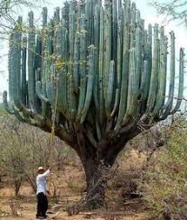 Cacti are tough plants that require little water and many are native to arizona and thus are very well suited here in the. 270 Cacti Ideas In 2021 Cacti And Succulents Cactus Plants Planting Succulents