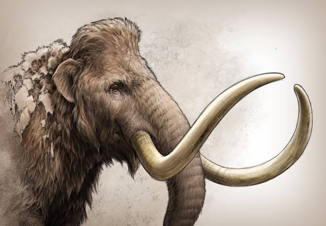 Mammoth Tusk Reveals Ancient Mammal's Travels | Scientific American