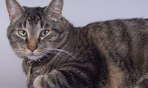 If the tumor is deteriorating the brain stem, the animal's ability to walk, mental alertness and the respiratory and cardiovascular systems could be damaged. Can The Cat Give You Cancer Parasite In Their Bellies Linked With Brain Tumours Daily Mail Online