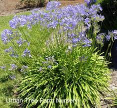 Image result for Agapanthus africanus