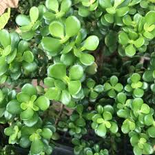 Image result for Crassula rhodesica