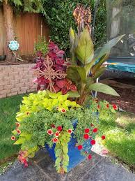 9 28 18 Tropical Vibe Container Garden Design Container Gardening Garden Design