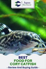 Best Food For Cory Catfish Corydoras Aqua Movement Cory Catfish Catfish Fishing Catfish