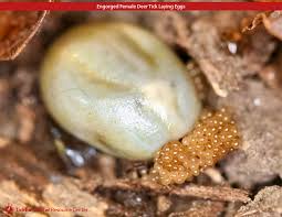 Dog flea and tick topical treatments are monthly medications applied to the dog’s fur to repel pests while flea and tick pills and chewables are ingested orally. What Do Tick Eggs Look Like Those Are Not Tick Eggs