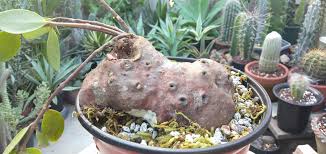 Now less that three years later it has outgrown the family home. My Ugliest Succulent To Date Ant House Plant Hydnophytum Sp Just Like A Space Rock Love It Succulents