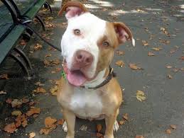 Black And White Pitbull Female Pin On Gone But Not Forgotten