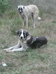 Bu Hayvanlar Sahibine Cok Sadiklar Coban Kopegi Hayvanlar Coban Kopegi