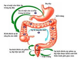Tá tràng nằm ở đâu? Ruá»™t Gia La Gi Náº±m á»Ÿ Ä'au Va Bao Nhieu Met Cáº¥u Truc Va Vá»‹ Tri Ä'au