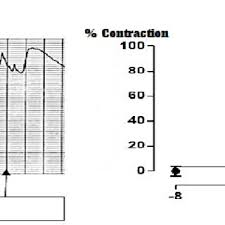 Image result for Helichrysum mechowianum