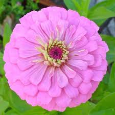Today, many flowers are associated with passion and love. How To Grow Zinnias And Save Seeds Zinnias Most Beautiful Flowers Seed Saving