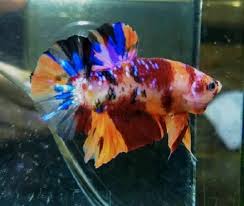 Hmpk Candy Galaxy Betta Fish Siamese Fighting Fish Animals And Pets