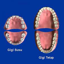 Ketika lahir manusia belum mempunyai gigi. Gigi Sihat Kuat Kenali Gigi Anda Manusia Ada 2 Set Facebook