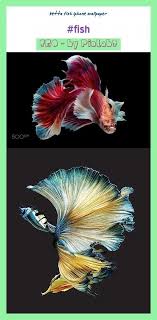 Cats And Kittens Centros Betta Centros De Mesa Pez Betta Betta Fish Names Betta Fish Tank Ideas Bowls Betta Fish Betta In 2020 Betta Fish Fish Wallpaper Betta