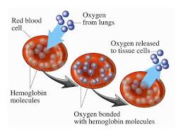 It transports nutrients, water, and oxygen to your billions of body cells and carries away wastes such as carbon dioxide that body cells produce. Erythropoiesis Hemopoiesis Hemoglobin Roles Of Red Cells In Oxygen Transport Science Online