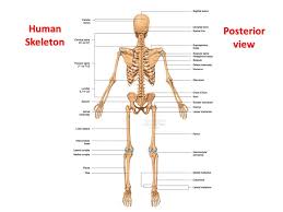Skeleton anatomy scheme with greater tubercle, deltoid tuberosity, medial epicondyle, trochlea and other parts. The Skeletal System Labelling The Bones Ppt Video Online Download