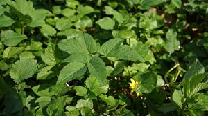 Op deze site vindt u de meeste verklaringen van de in het wild voorkomende planten in nederland. Flora Van Nederland Zevenblad Aegopodium Podagraria