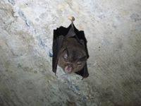 Rhinolophus pusillus Temminck, 1834