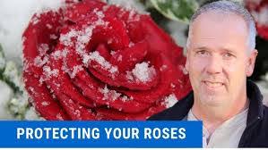 Rose Winter's Instagram, Twitter & Facebook