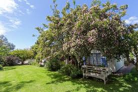 What is a pom pom tree or bush?. Pom Pom Tree In Bloom Picture Of Cornerway House Plettenberg Bay Tripadvisor