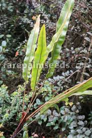 Image result for Elaphoglossum acrostichoides