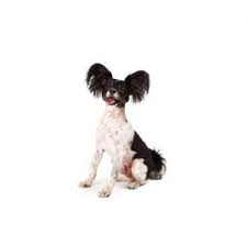 Below is a sample search of our papillon breeders with puppies for sale. Papillon Puppies Petland Jacksonville Florida