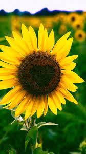 Sunflowers Have Been Chasing The Sun Their Own Happiness Sunflowers Can Be Given To Friend Sunflower Pictures Sunflower Wallpaper Sunflower Iphone Wallpaper