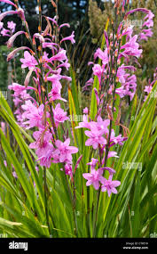 Image result for Watsonia borbonica