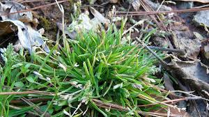 Check spelling or type a new query. Weeds Nc State Extension