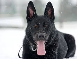 We did not find results for: 5 Different Types Of German Shepherd Breeds Their Features Meer S World