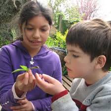Photograph of Astragalus wetherillii in flower. By Susan...