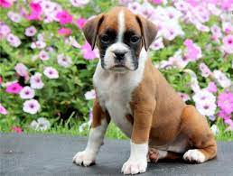 Male Female Boxer Puppies Available Denver Claseek Global