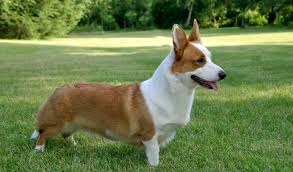 Discover hundreds of ways to save on your favorite products. Cardigan Welsh Corgi Breed Information