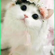 Cute iphone 6 plus wallpaper. 8 Ide Kucing Lucu Kucing Lucu Kucing Foto Kucing Lucu