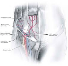 Check spelling or type a new query. Pelvic Anatomy From The Laparoscopic View Obgyn Key