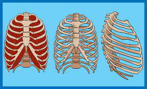 Medical human chest skeletal bone structure model. How To Draw A Rib Cage Step By Step Drawing Guide By Dawn Dragoart Com