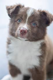 Jul 15, 2021 · 15171 riverdale road, brighton co 80602. Border Collie Puppy Pictures Download Free Images On Unsplash